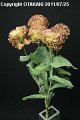 Eustoma Double Yae kihujin
